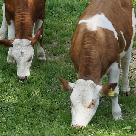 Lichtenegger Apartamento Kamp