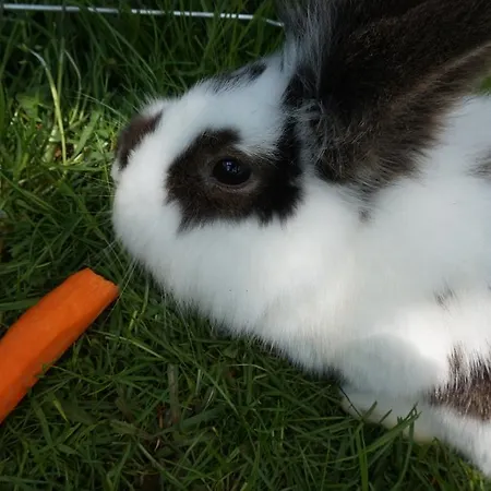 Apartamento Lichtenegger *