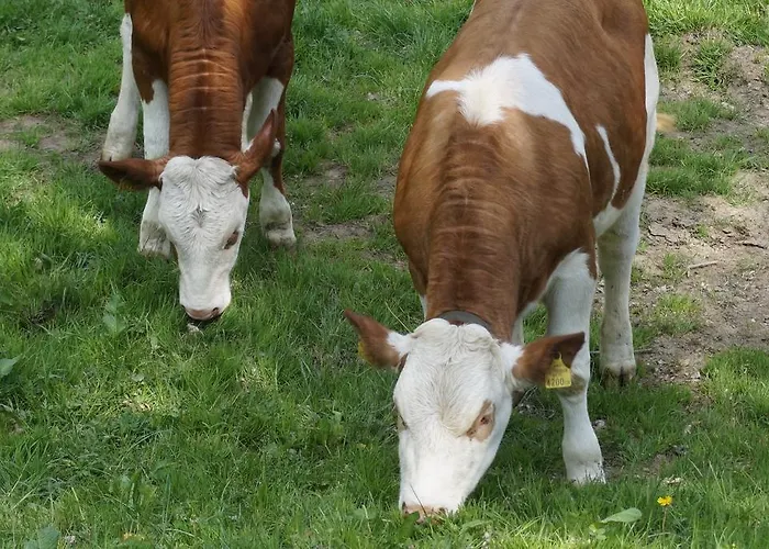 Lichtenegger דירה Kamp
