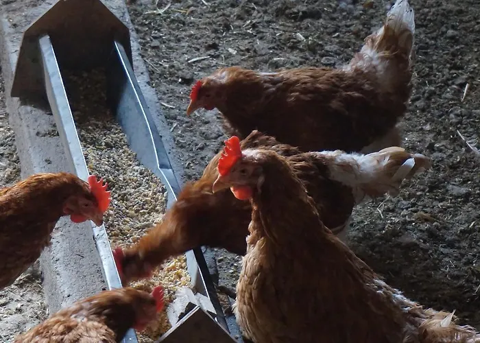 Daire Lichtenegger Kamp